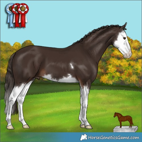 Horse Color:Liver Chestnut Splash 