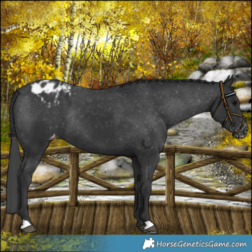 Horse Color:Black Appaloosa Rabicano 