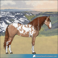 Horse Color:Red Dun Skewed LP Spotted 