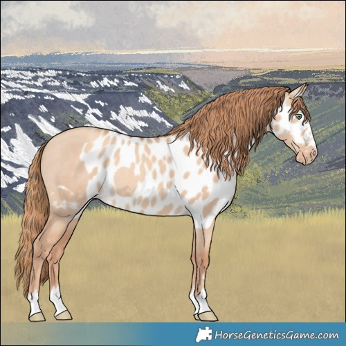 Horse Color:Gold Champagne Dun Skewed LP Spotted