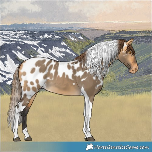Horse Color:Buckskin Dun Tobiano Skewed LP Spotted 