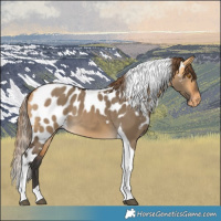 Horse Color:Buckskin Dun Tobiano Skewed LP Spotted