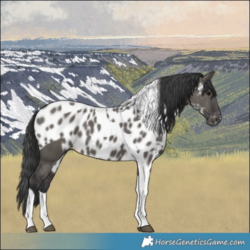 Horse Color:Grullo Tobiano Skewed LP Spotted