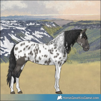 Horse Color:Grullo Tobiano Skewed LP Spotted 