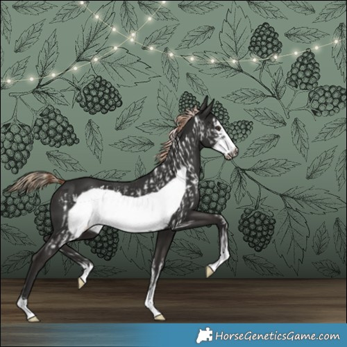 Horse Color:Liver Chestnut Frame  and Liver Chestnut Frame Rabicano 