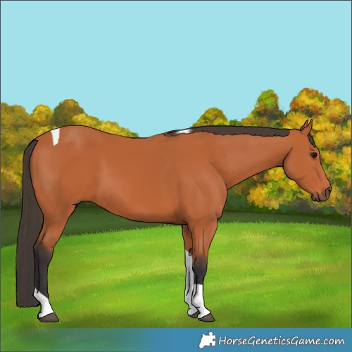 Horse Color:Bay Tobiano 