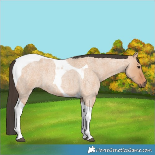 Horse Color:Bay Roan Dun Tobiano
