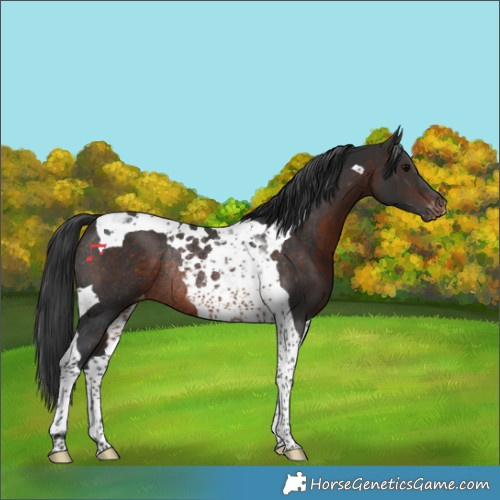 Horse Color:Brown Tobiano Varnish Rabicano 