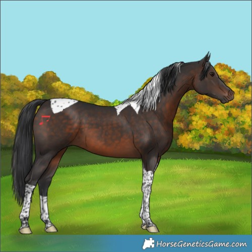 Horse Color:Brown Tobiano 