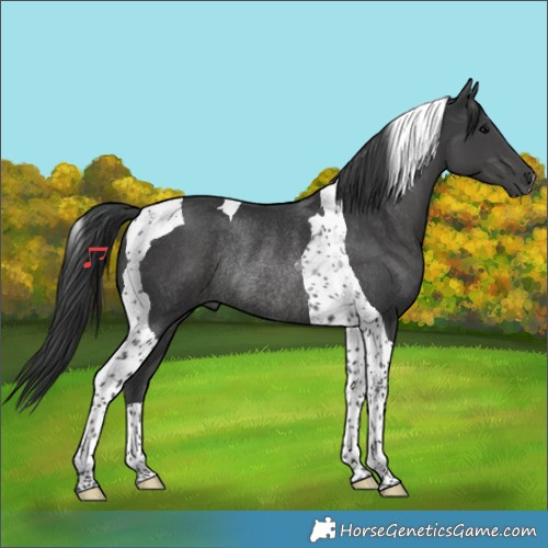 Horse Color:Black Tobiano Rabicano