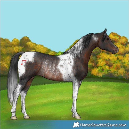 Horse Color:Brown Tobiano Rabicano 
