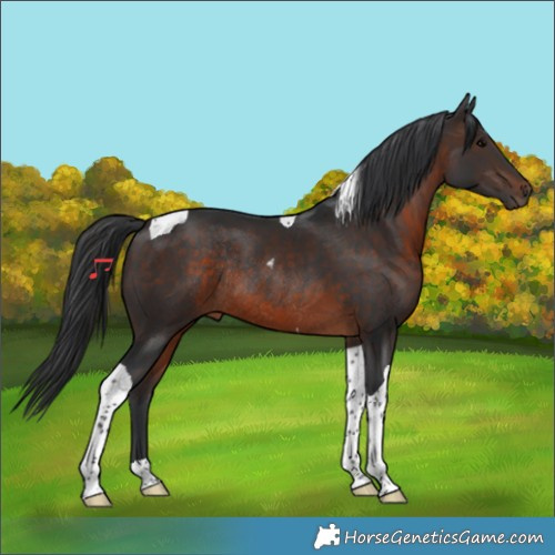 Horse Color:Brown Tobiano Rabicano