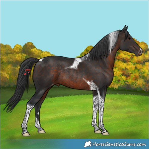 Horse Color:Brown Tobiano Varnish Rabicano
