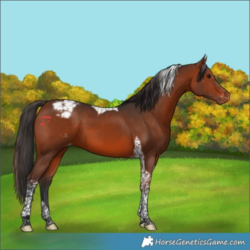 Horse Color:Brown Tobiano Varnish 