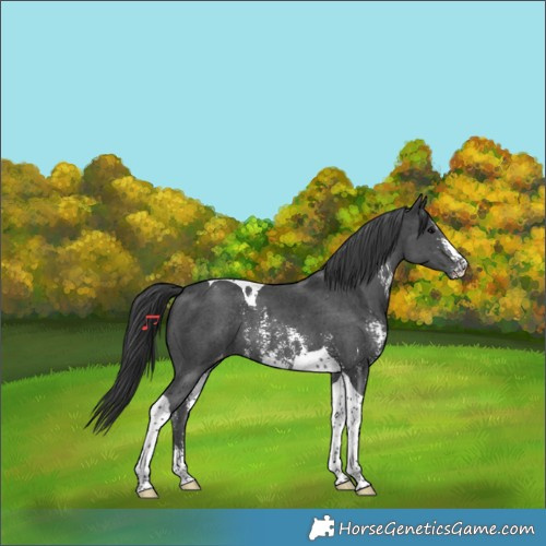 Horse Color:Black Sabino Tobiano Varnish Rabicano 