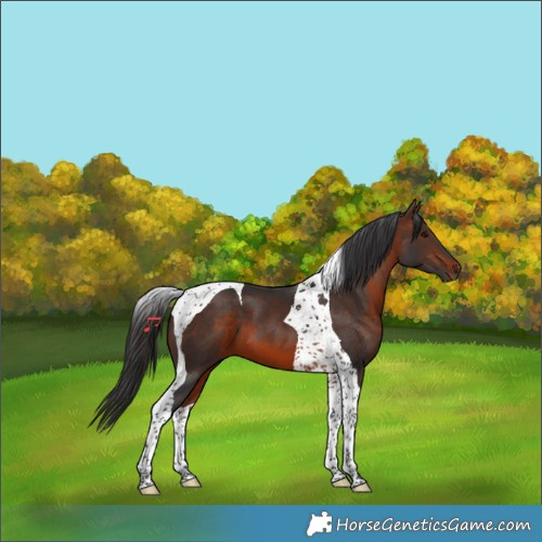 Horse Color:Brown Tobiano 