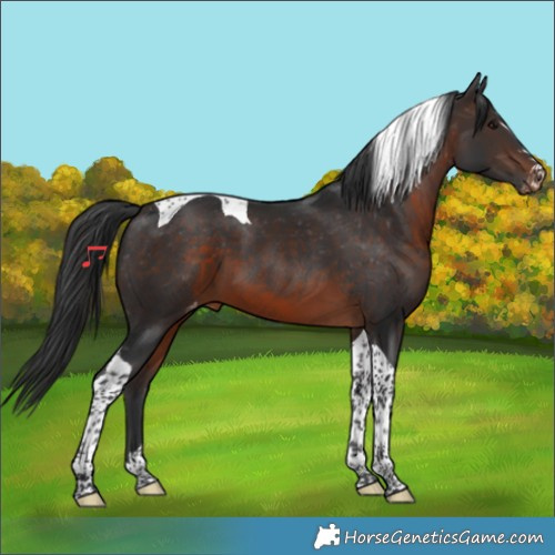 Horse Color:Brown Tobiano Appaloosa