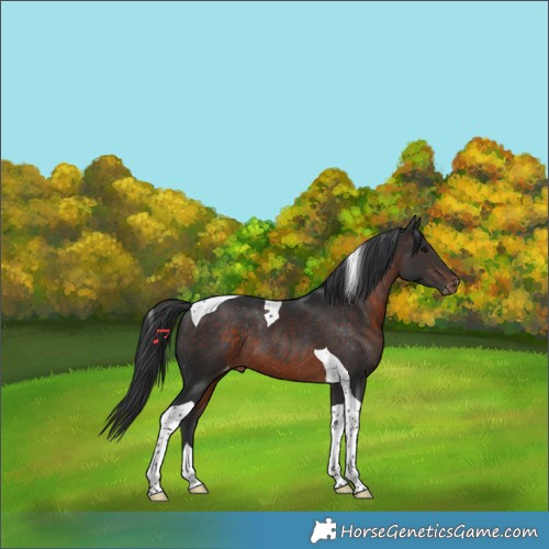 Horse Color:Brown Tobiano Appaloosa Rabicano
