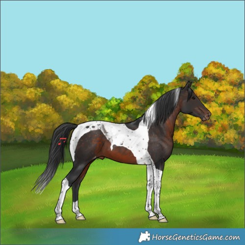 Horse Color:Brown Tobiano Varnish 