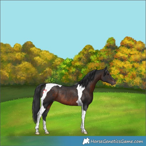 Horse Color:Brown Tobiano Varnish Rabicano