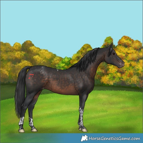 Horse Color:Brown Tobiano Appaloosa 