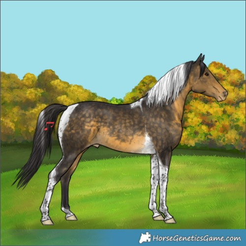 Horse Color:Buckskin Tobiano Varnish 