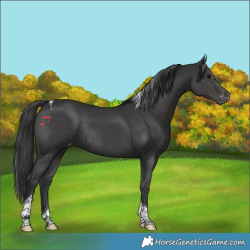 Horse Color:Black Tobiano Varnish Rabicano 