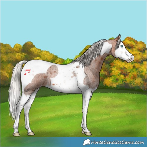 Horse Color:Silver Brown Roan Splash Tobiano Varnish Rabicano 