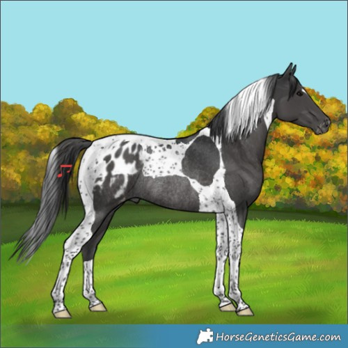 Horse Color:Black Tobiano Appaloosa Rabicano 