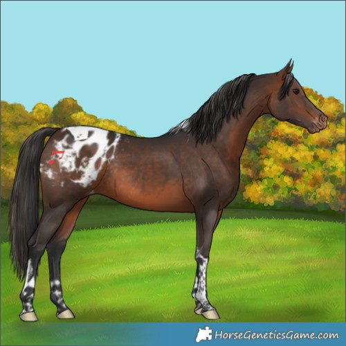 Horse Color:Brown Tobiano Blanket Rabicano 