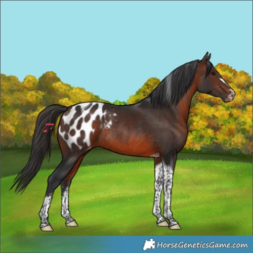 Horse Color:Brown Tobiano Blanket Rabicano