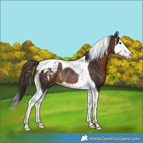 Horse Color:Brown Splash Tobiano Appaloosa Rabicano 
