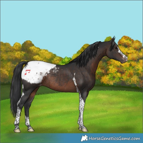 Horse Color:Brown Tobiano Snowcap Rabicano 