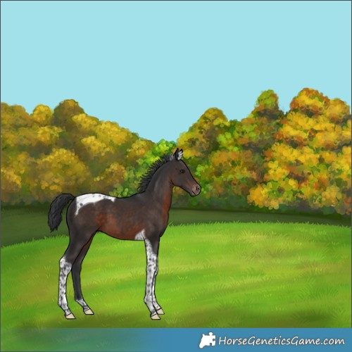 Horse Color:Brown Tobiano Appaloosa 