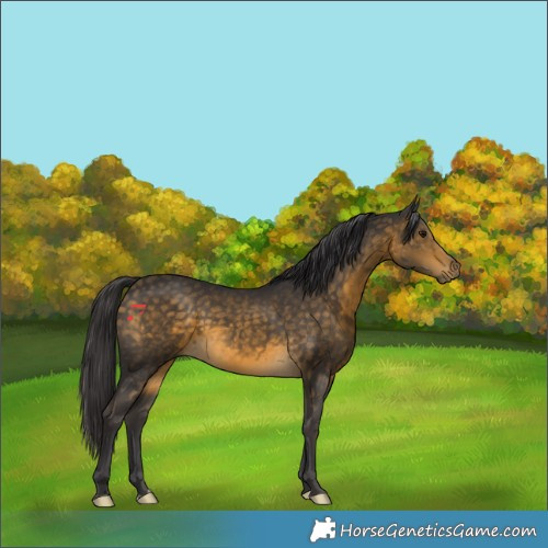 Horse Color:Buckskin 