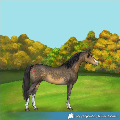 Horse Color:Buckskin Sabino
