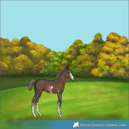Horse Color:Liver Chestnut Sabino