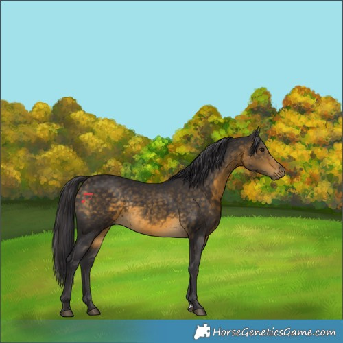 Horse Color:Buckskin Rabicano 
