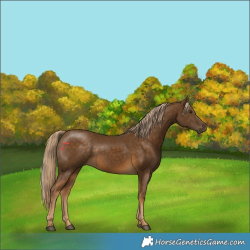 Horse Color:Chocolate Palomino