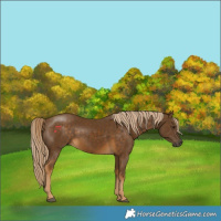 Horse Color:Chocolate Palomino