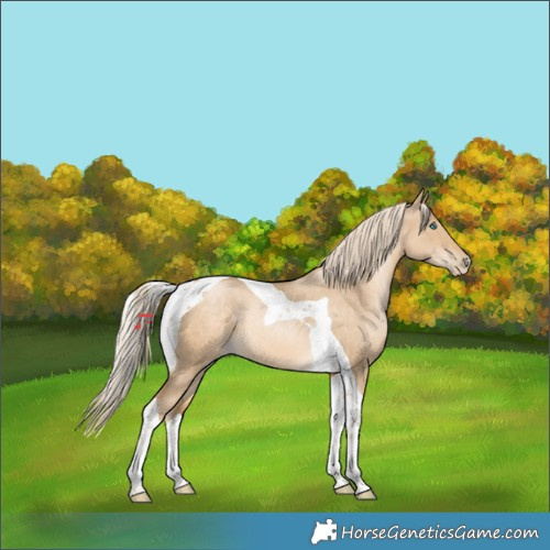 Horse Color:Chocolate Palomino Pearl Dun Tobiano