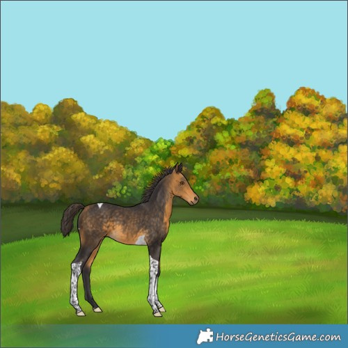 Horse Color:Buckskin Tobiano