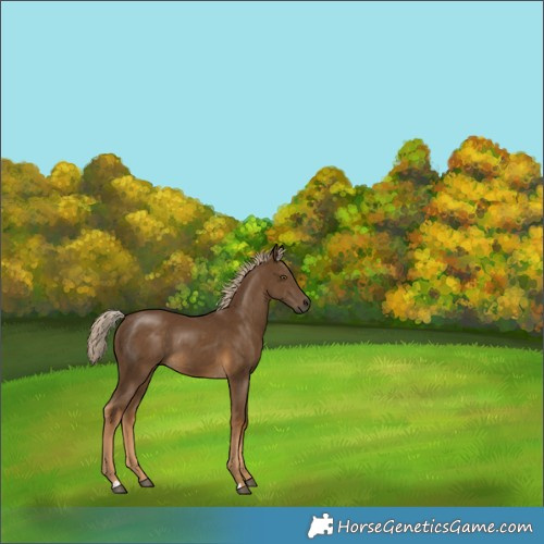 Horse Color:Chocolate Palomino