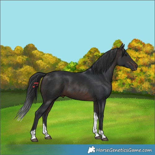 Horse Color:Brown Tobiano 