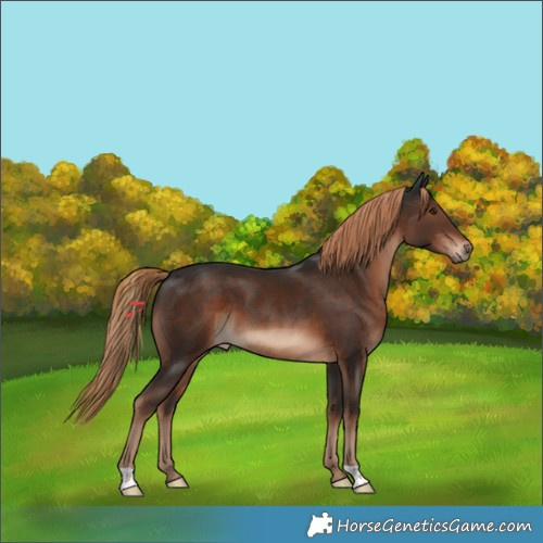 Horse Color:Liver Chestnut 