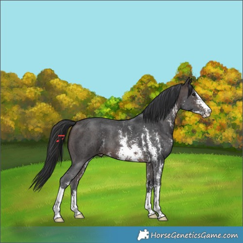 Horse Color:Brown Sabino 