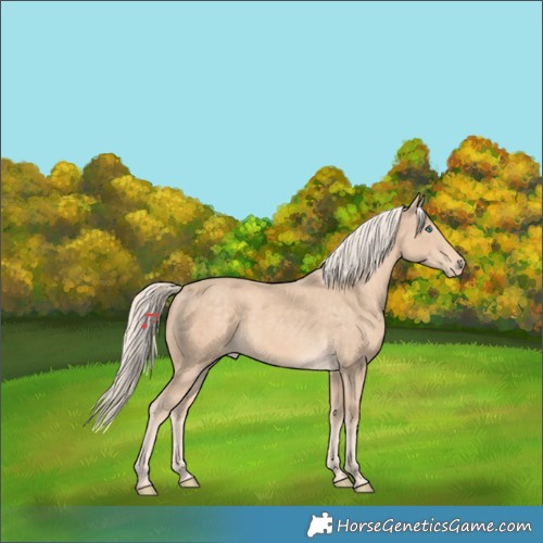 Horse Color:Cremello 