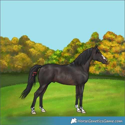 Horse Color:Brown 