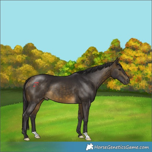 Horse Color:Buckskin 