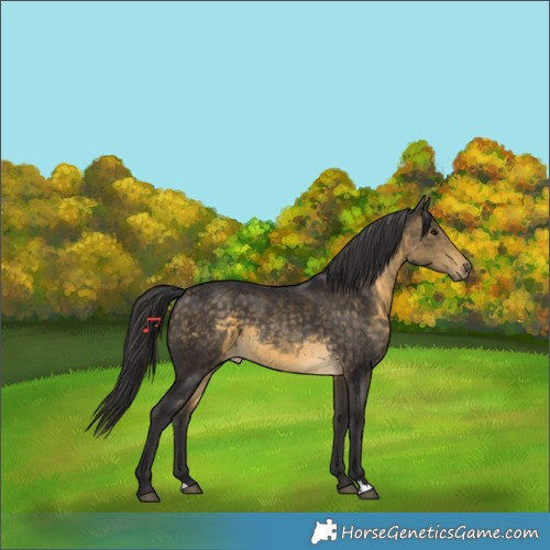 Horse Color:Buckskin 